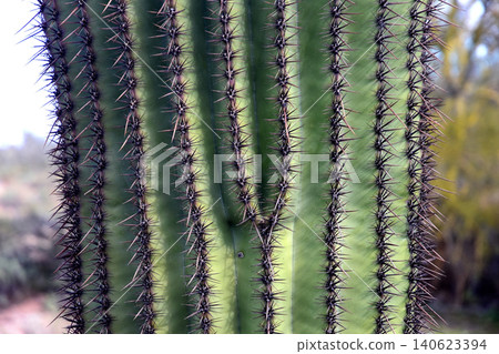 Close up Old Saguaro Cactus Sonora desert Arizona Close up Old Saguaro Cactus Sonora desert Arizona 140623394