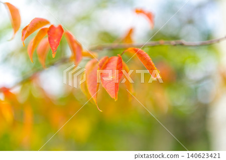 荻山秋景:櫻花絢麗的秋色與柔和的秋日陽光交相輝映。 *照片拍攝地點請見評論區。 荻山秋景:櫻花絢麗的秋色與柔和的秋日陽光交相輝映。 *照片拍攝地點請見評論區。 140623421