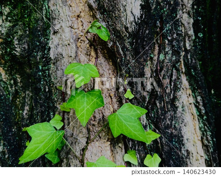 Fresh green vines creeping over tree bark and a natural texture background Fresh green vines creeping over tree bark and a natural texture background 140623430