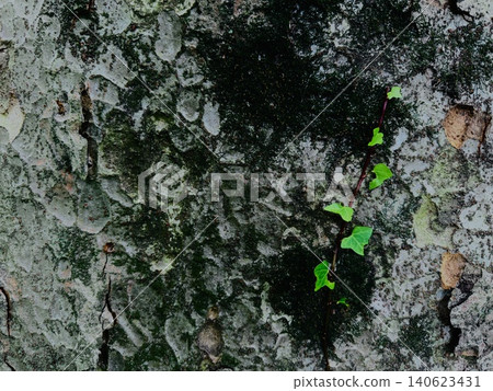 Fresh green vines creeping over tree bark and a natural texture background Fresh green vines creeping over tree bark and a natural texture background 140623431