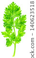 Fresh green cilantro sprig isolated. Top view of raw coriander leaf used as a culinary herb for cooking and garnishing. High resolution detail showing leaf texture. 140623518