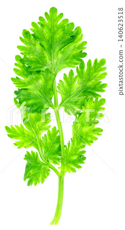 Fresh green cilantro sprig isolated. Top view of raw coriander leaf used as a culinary herb for cooking and garnishing. High resolution detail showing leaf texture. Fresh green cilantro sprig isolated. Top view of raw coriander leaf used as a culinary herb for cooking and garnishing. High resolution detail showing leaf texture. 140623518