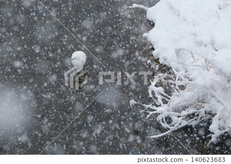 大雪期間,白鷺棲息在鴨川上 大雪期間,白鷺棲息在鴨川上 140623683