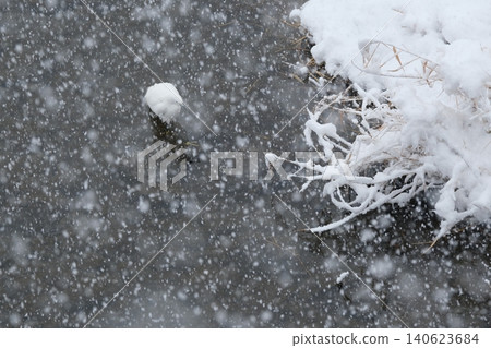 大雪期間,白鷺棲息在鴨川上 大雪期間,白鷺棲息在鴨川上 140623684