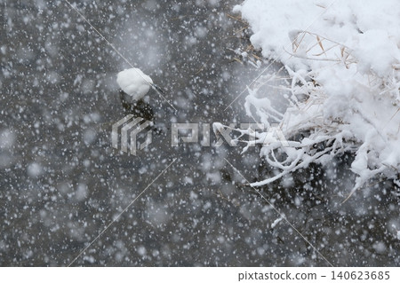 大雪期間,白鷺棲息在鴨川上 大雪期間,白鷺棲息在鴨川上 140623685