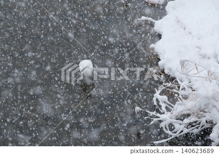 大雪期間,白鷺棲息在鴨川上 大雪期間,白鷺棲息在鴨川上 140623689