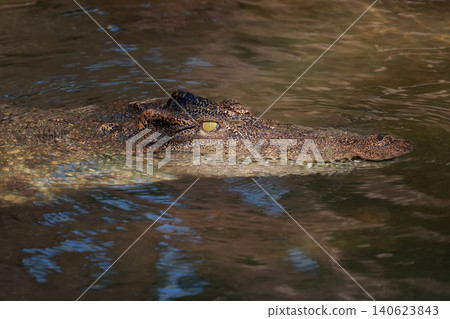 Stealthy Crocodile Eye Above Water Surface Stalking in River Stealthy Crocodile Eye Above Water Surface Stalking in River 140623843