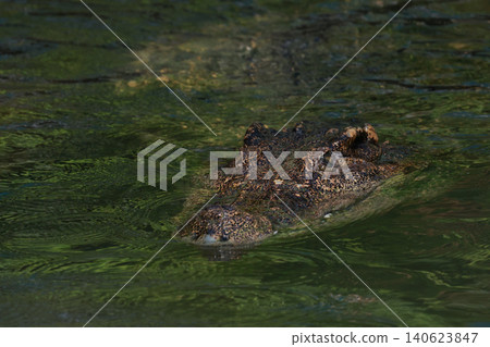 Stealthy Crocodile Eye Above Water Surface Stalking in River Stealthy Crocodile Eye Above Water Surface Stalking in River 140623847