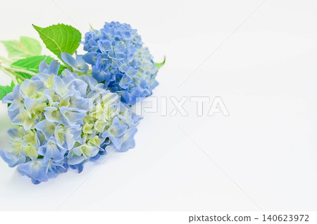 藍色繡球花在白色背景的襯托下格外醒目。 藍色繡球花在白色背景的襯托下格外醒目。 140623972