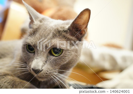 Side-eyed Russian Blue Side-eyed Russian Blue 140624001