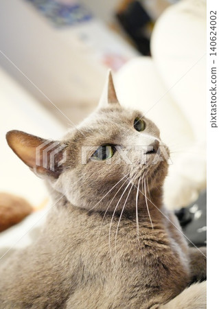 A Russian Blue cat relaxing on a person's stomach. A Russian Blue cat relaxing on a person's stomach. 140624002