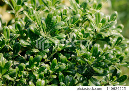 Pittosporum tobira Nana leaves with natural background Pittosporum tobira Nana leaves with natural background 140624225