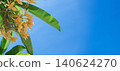 Tropical foliage featuring vibrant yellow flowers against a clear blue sky, creating a serene atmosphere with lush green leaves and bright sunlight illuminating the scene 140624270