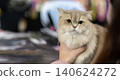 Calm golden British Shorthair cat with soft fur sits attentively on a blurred background at a cat show, showcasing its elegant features and serene personality 140624272