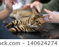 Sleek Bengal cat with striking spotted and striped coat lies attentively on a table during a cat show, captivating with its exotic beauty and wild-inspired patterm 140624274