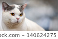 A stunning silver British Shorthair cat with sleek striped fur and alert eyes, being gently petted under natural lighting 140624275