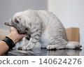 A silver-striped British Shorthair cat gently rubbing its head against a hand, enjoying a tender moment of affection 140624276