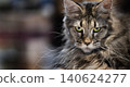 A Maine Coon cat with a long, thick fur coat and piercing green eyes stares intently at the camera during a cat show, showcasing its majestic and regal beauty, copy space . 140624277