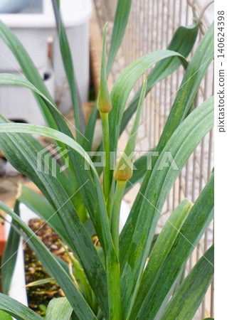 Jumbo garlic, odorless garlic, jumbo leeks, garlic sprouts Jumbo garlic, odorless garlic, jumbo leeks, garlic sprouts 140624398