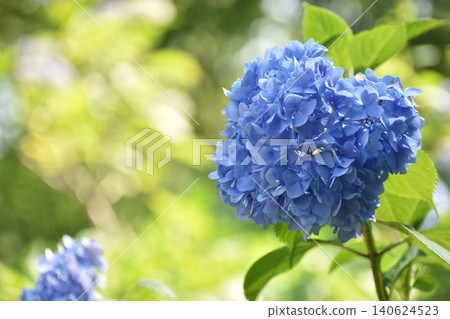 Blue hydrangea flower 140624523