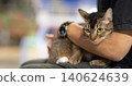 A beautiful tabby cat with vibrant green eyes rests comfortably in its owners arms at a cat show, exuding a calm and affectionate personality 140624639