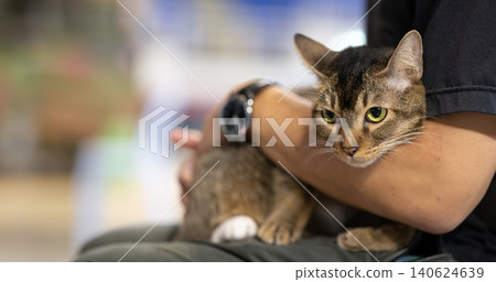 A beautiful tabby cat with vibrant green eyes rests comfortably in its owners arms at a cat show, exuding a calm and affectionate personality A beautiful tabby cat with vibrant green eyes rests comfortably in its owners arms at a cat show, exuding a calm and affectionate personality 140624639