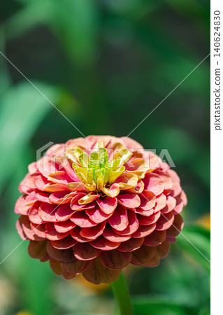 Vibrant double-flowered zinnias in full bloom. Vibrant double-flowered zinnias in full bloom. 140624830