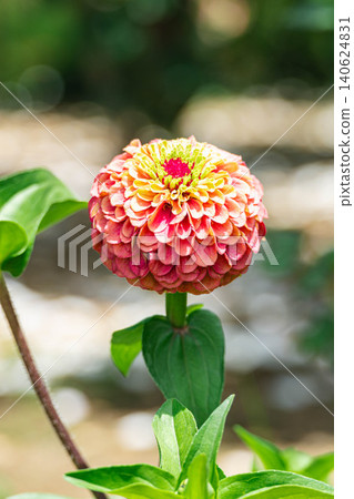 Vibrant double-flowered zinnias in full bloom. Vibrant double-flowered zinnias in full bloom. 140624831