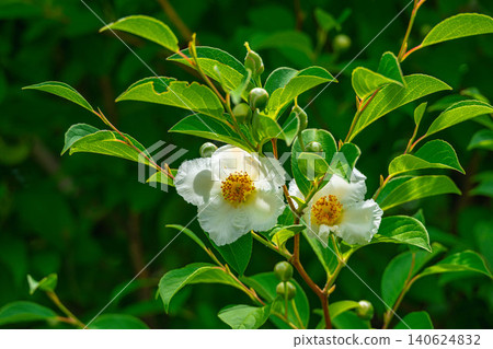 The beautiful white flowers of the summer camellia bloom in early summer. The beautiful white flowers of the summer camellia bloom in early summer. 140624832