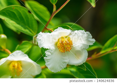 The white flowers of the summer camellia and the fresh green leaves. The white flowers of the summer camellia and the fresh green leaves. 140624836
