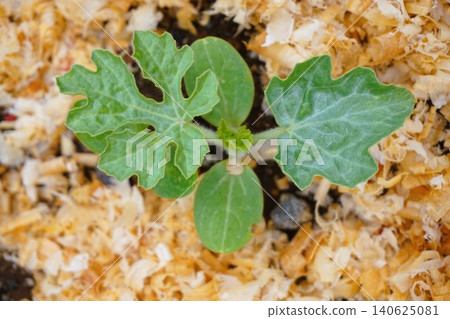 Watermelon, watermelon, watermelon, Shimao, Shimao Max, Shimao M, seedling, parent vine Watermelon, watermelon, watermelon, Shimao, Shimao Max, Shimao M, seedling, parent vine 140625081
