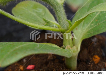 Watermelon grafted seedlings, watermelon, striped watermelon, striped watermelon max, striped watermelon M, seedlings, main vine Watermelon grafted seedlings, watermelon, striped watermelon, striped watermelon max, striped watermelon M, seedlings, main vine 140625088