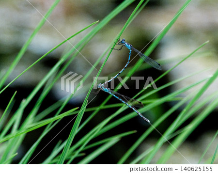 Mating dragonfly 140625155