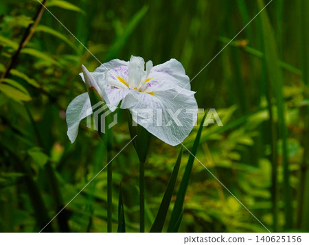 白色鳶尾 Iridaceae 日本鳶尾 白色鳶尾 Iridaceae 日本鳶尾 140625156