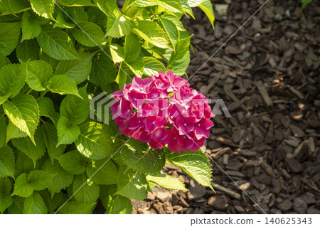 Ulsan, Jangsaengpo Hydrangea Ulsan, Jangsaengpo Hydrangea 140625343
