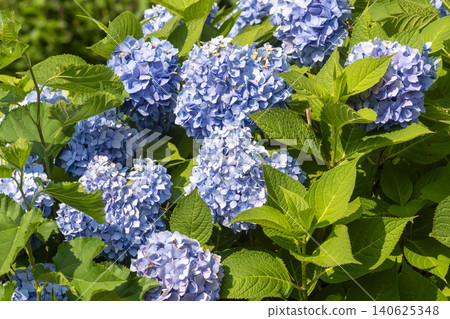 Ulsan, Jangsaengpo Hydrangea Ulsan, Jangsaengpo Hydrangea 140625348