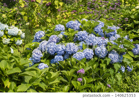 Ulsan, Jangsaengpo Hydrangea Ulsan, Jangsaengpo Hydrangea 140625353