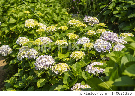 Ulsan, Jangsaengpo Hydrangea Ulsan, Jangsaengpo Hydrangea 140625359