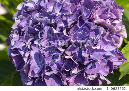 Ulsan, Jangsaengpo Hydrangea Ulsan, Jangsaengpo Hydrangea 140625362