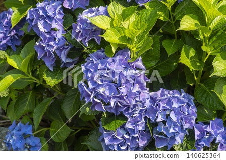 Ulsan, Jangsaengpo Hydrangea Ulsan, Jangsaengpo Hydrangea 140625364