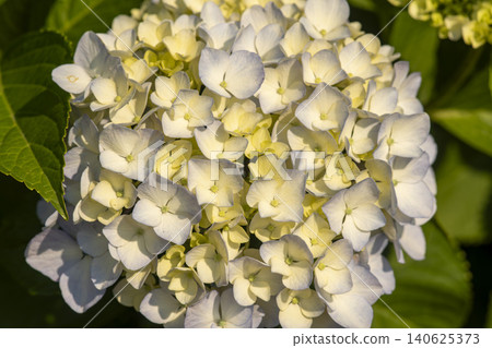 Ulsan, Jangsaengpo Hydrangea Ulsan, Jangsaengpo Hydrangea 140625373