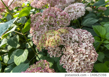 Ulsan, Jangsaengpo Hydrangea 140625398