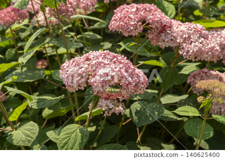 Ulsan, Jangsaengpo Hydrangea Ulsan, Jangsaengpo Hydrangea 140625400