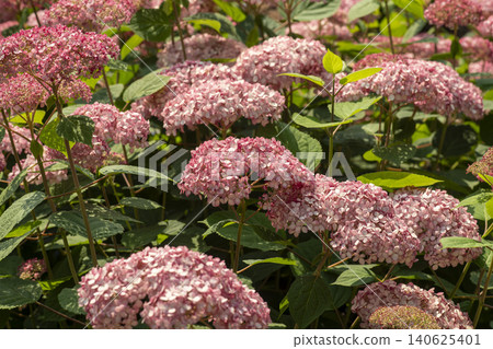 Ulsan, Jangsaengpo Hydrangea 140625401