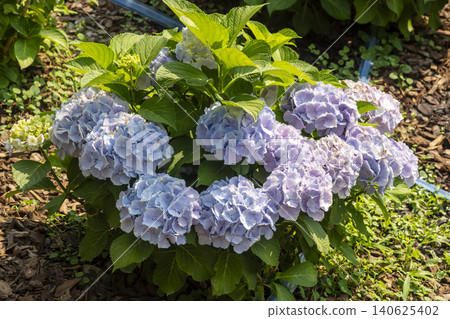 Ulsan, Jangsaengpo Hydrangea Ulsan, Jangsaengpo Hydrangea 140625402