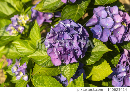 Ulsan, Jangsaengpo Hydrangea Ulsan, Jangsaengpo Hydrangea 140625414