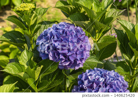 Ulsan, Jangsaengpo Hydrangea Ulsan, Jangsaengpo Hydrangea 140625420