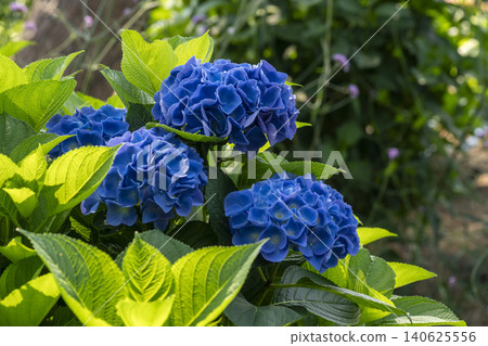 Ulsan, Jangsaengpo Hydrangea Ulsan, Jangsaengpo Hydrangea 140625556