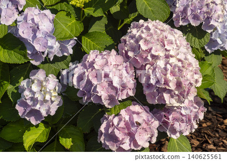 Ulsan, Jangsaengpo Hydrangea Ulsan, Jangsaengpo Hydrangea 140625561