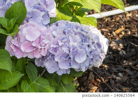 Ulsan, Jangsaengpo Hydrangea Ulsan, Jangsaengpo Hydrangea 140625564
